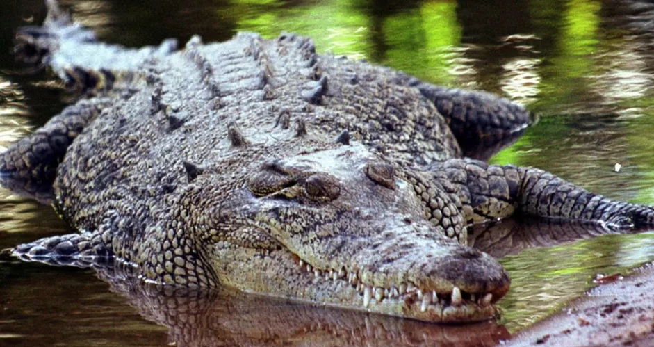 Australian man survives crocodile attack after biting back