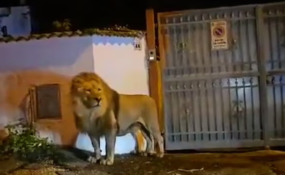 Lion wanders streets of Italian town after escaping from circus - VIDEO