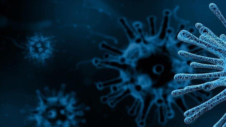 Finland classifies Andes virus-linked disease as a ‘public health risk’