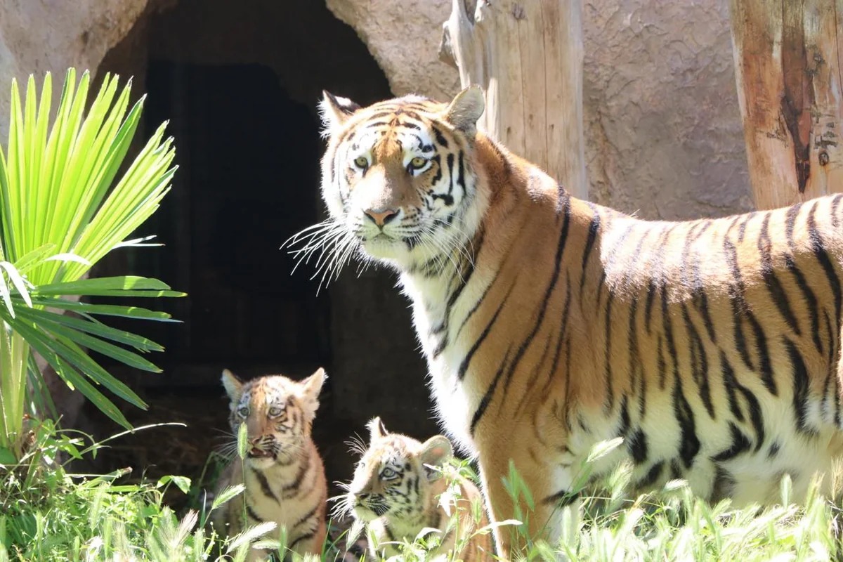 Bakı Zooloji Parkında Amur pələngi balaları dünyaya gəlib - FOTOLAR