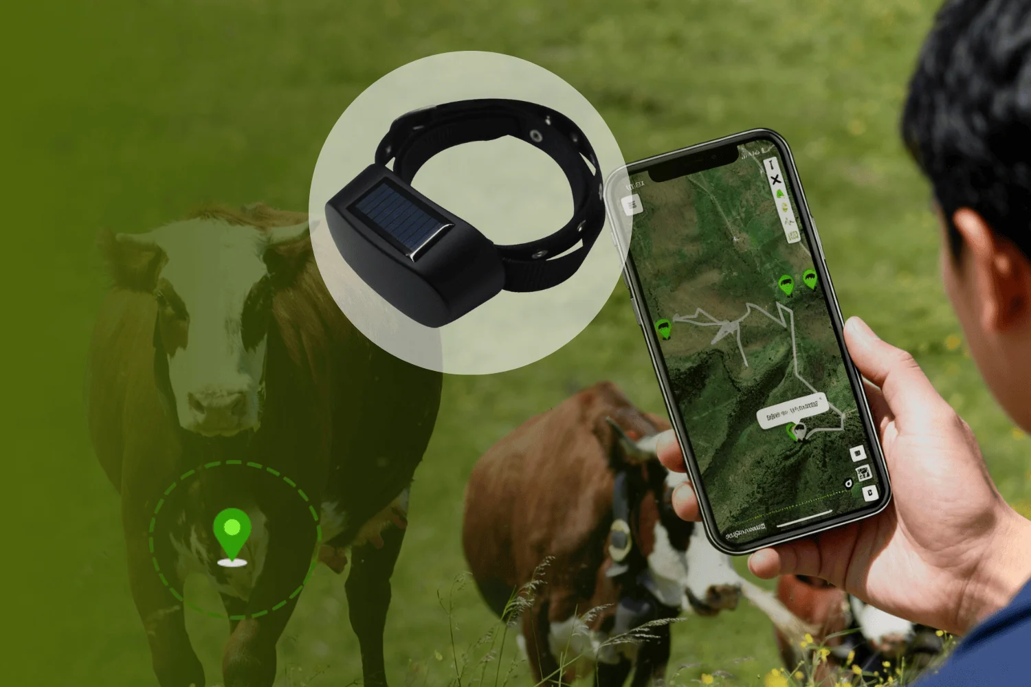 Azerbaijan to Launch Nationwide Electronic Cattle Tracking System