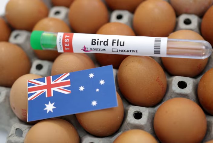 Australia’s largest poultry farm closed after 2nd deadly case of H5 bird flu detected