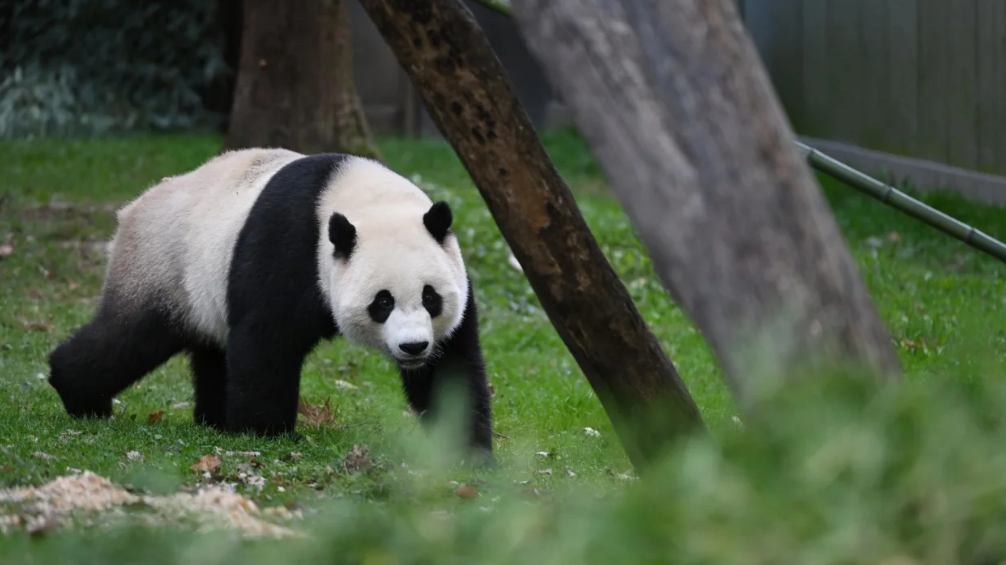 Çin ABŞ-a dostluq nümunəsi kimi yeni pandalar göndərir