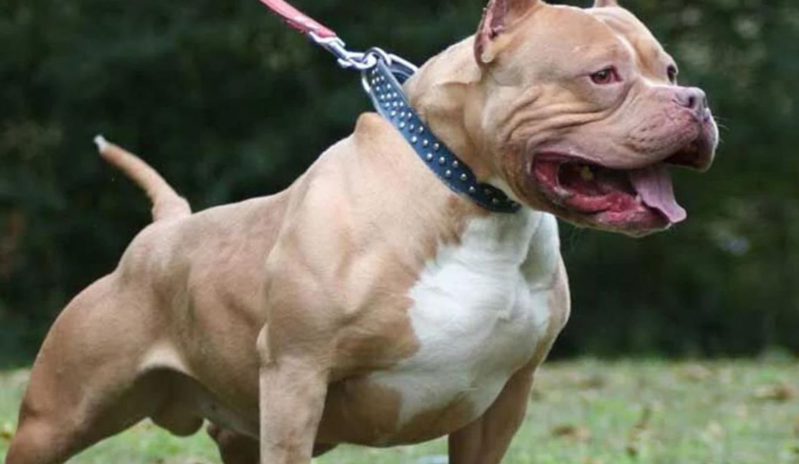 Pitbull 4 yaşlı qızı öldürdü
