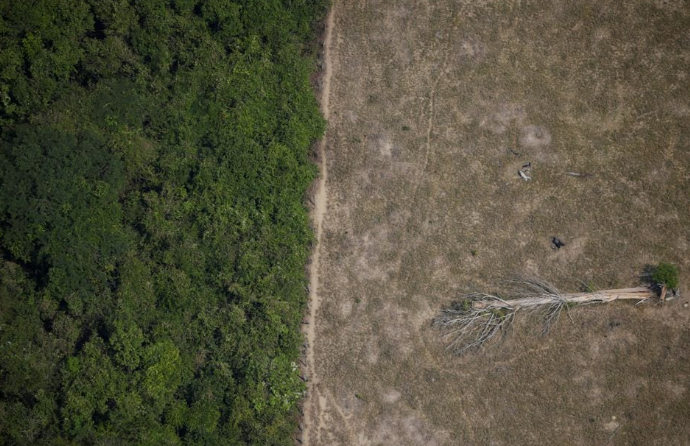Braziliya meşələrin qorunması üçün yeni fond yaradıb