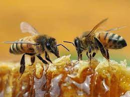 العسل مفيد للصحة.. لكن أي نوع هو الأكثر منفعة؟