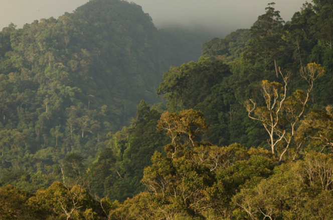 Norway pays record-breaking sum to Indonesia for rainforest conservation