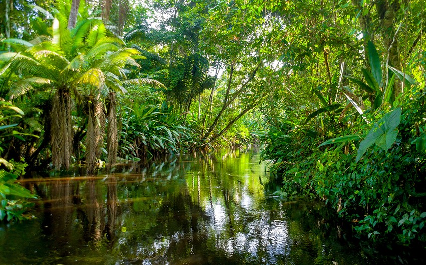 Amazon rainforest could turn into savanna due to climate change