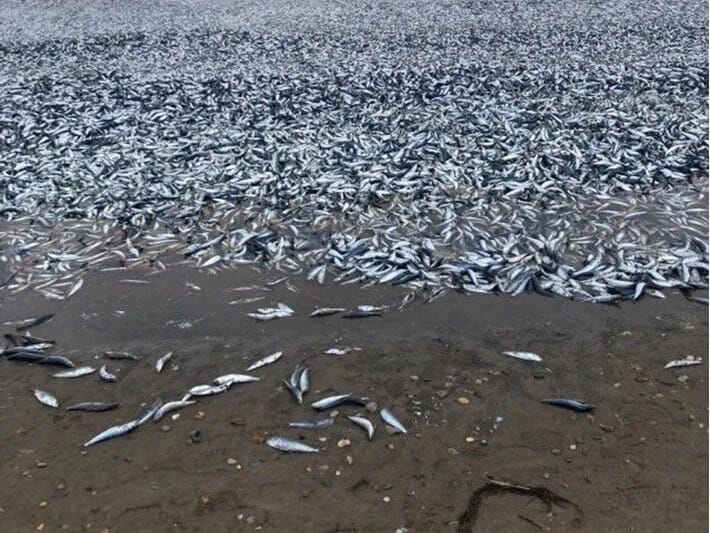 Yaponiyada minlərlə balıq sahilə çıxdı