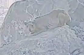 حيوان غريب يظهر في جبال مكة