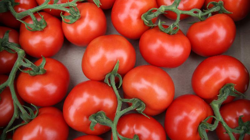 Fransa və İspaniya arasında pomidor mübahisəsi