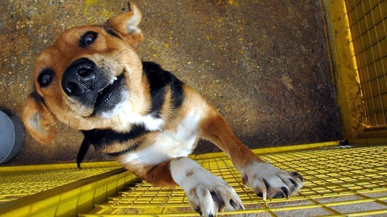 Race to rescue stray dogs in Russia after new euthanasia law