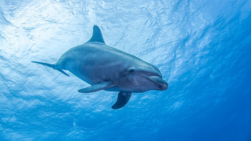 Выбросившегося на берег Крыма дельфина эвакуировали в бассейн