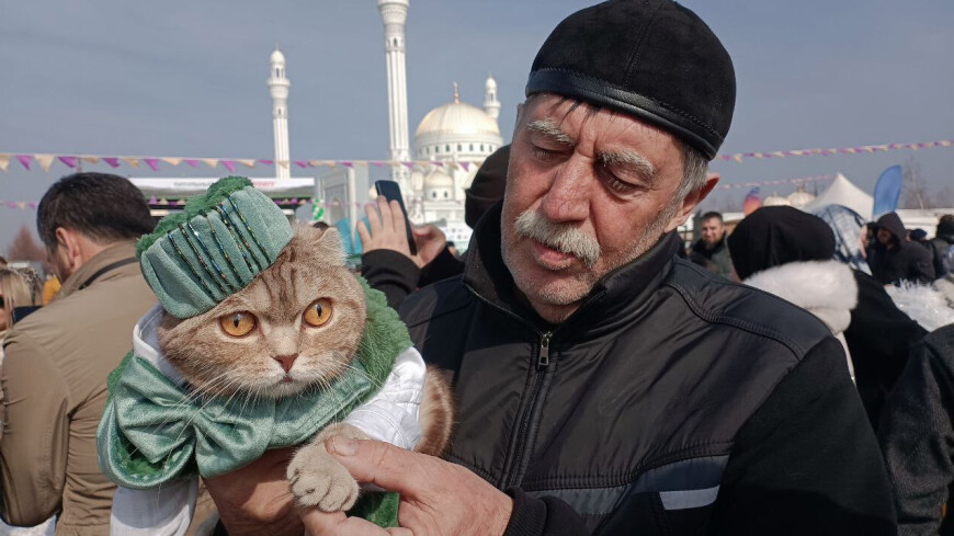 Самого стильного кота выбрали в Чечне