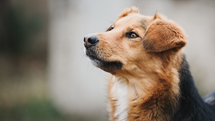 Какими смертельно опасными заболеваниями может заразить человека собака?