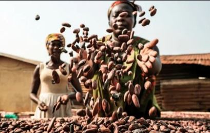 الكاكاو يكسر حاجز الـ10 آلاف دولار للطن عالميا