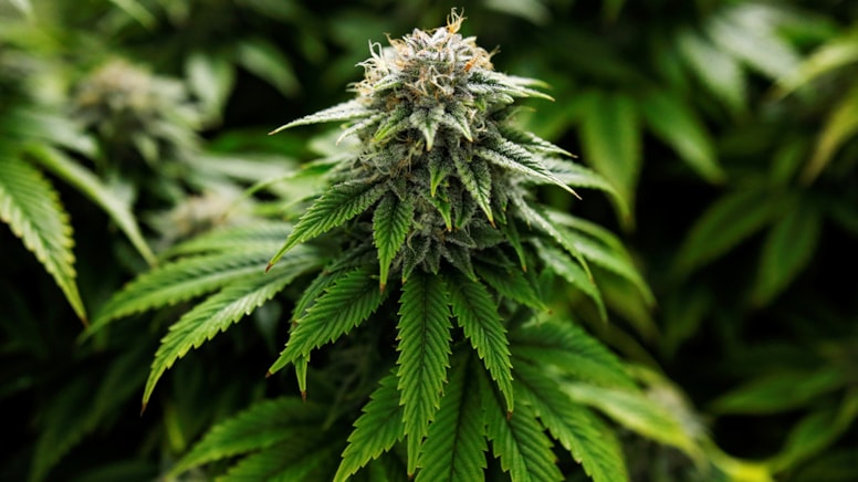 US DEA Proposes Easing Restrictions on Marijuana