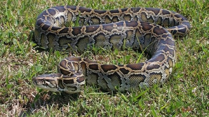 İndoneziyada piton ilanı 45 yaşlı qadını uddu