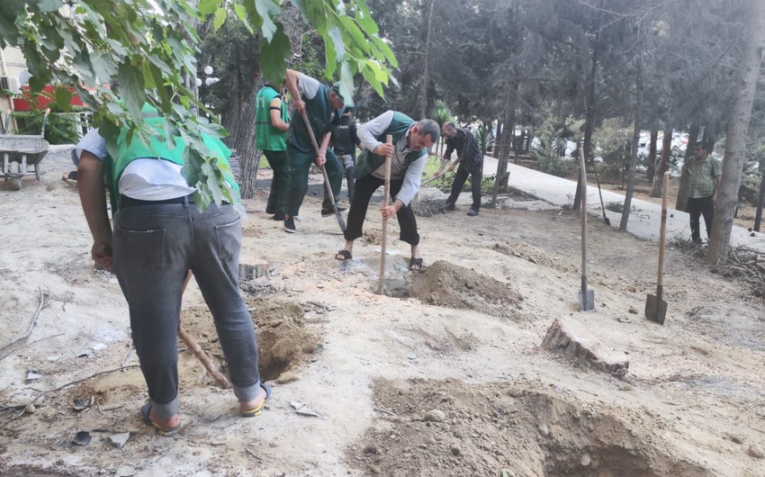 Yaşıllaşdırma Təsərrüfat Birliyi: Yasamal rayonundakı parkda sanitar kəsim aparılıb