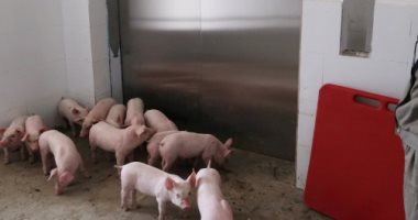 لأول مرة.. مقاطعة أورينتال ميندورو بالفلبين تسجل حالات إصابة بحمى الخنازير