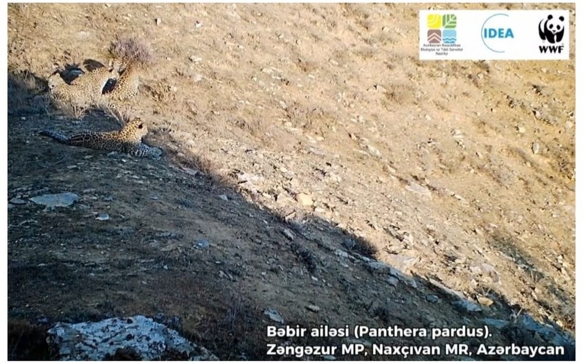 Zəngəzur Milli Parkında 5 bəbir görüntüləndi