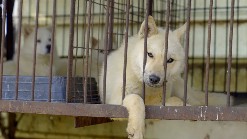 South Korea banned dog meat. So what happens to the dogs?