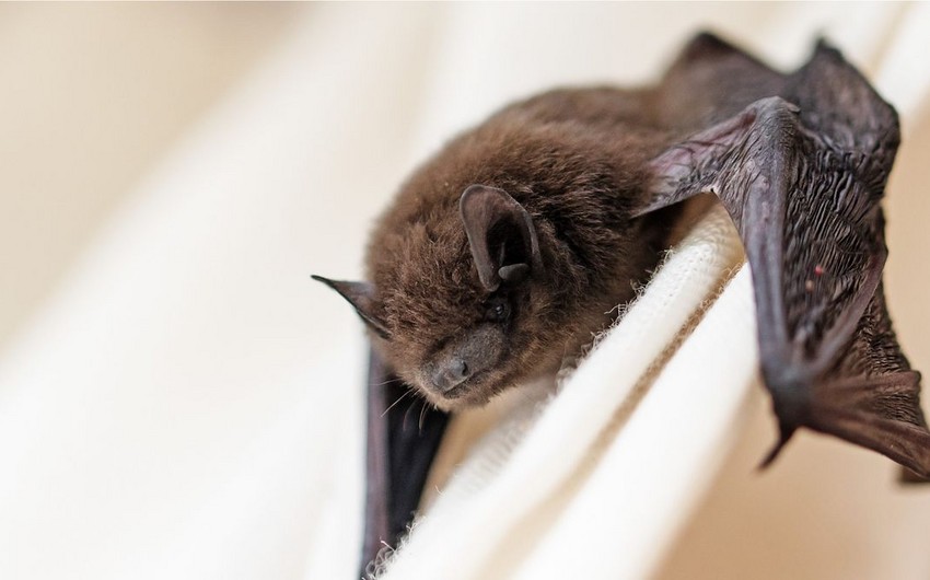 Australian man dies from 'extremely rare' bat bite virus
