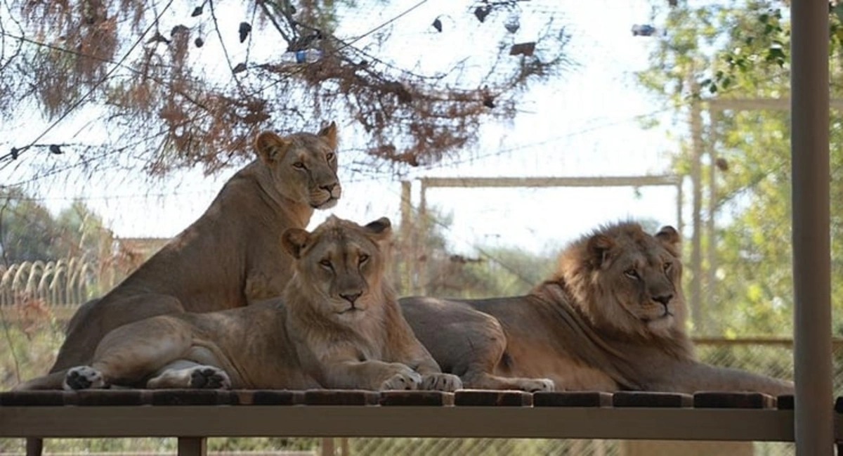 Şir zooparkdan qaçdı
